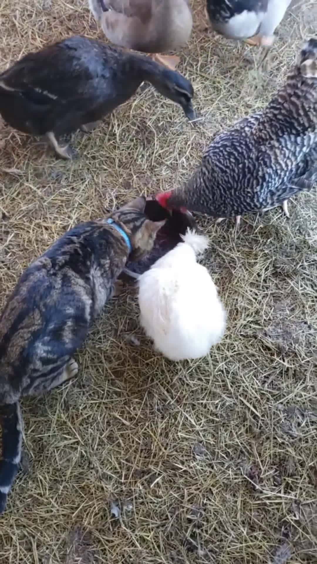 Cover for Chickens eat the dog food.... Cat eats the chicken food 😒 #wtf 