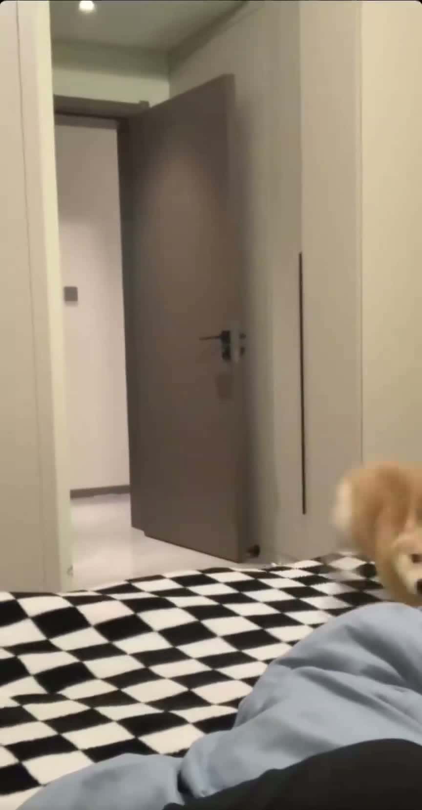 Cover for This guy seems a bit off🐶😨