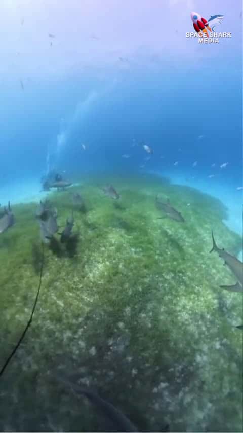 Cover for Sharks in the grass Tiger Beach. Every dive here with sharks is spectacular. #sharkdiving_0461 (2)