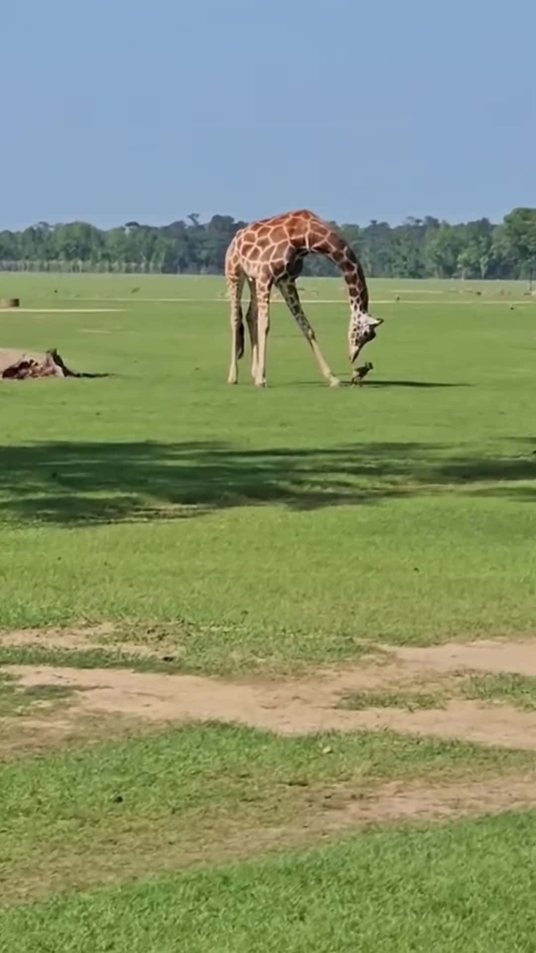 Cover for Giraffe playing with baby deer