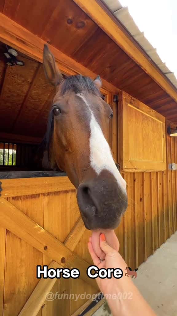 Cover for Horse core house funny funnyhouse animals funnyanimals fyp foryou pets funnyvideos 03614 #american