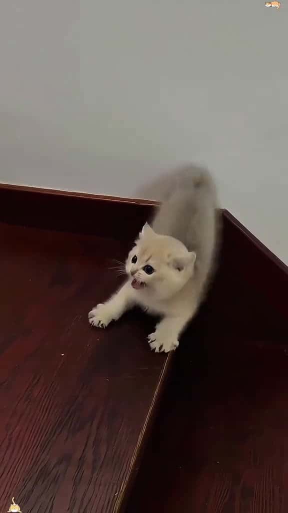 Cover for This cat has fallen worse than my stocks tik usa funny funnytitok interesting foryou cat k 72638 #trend