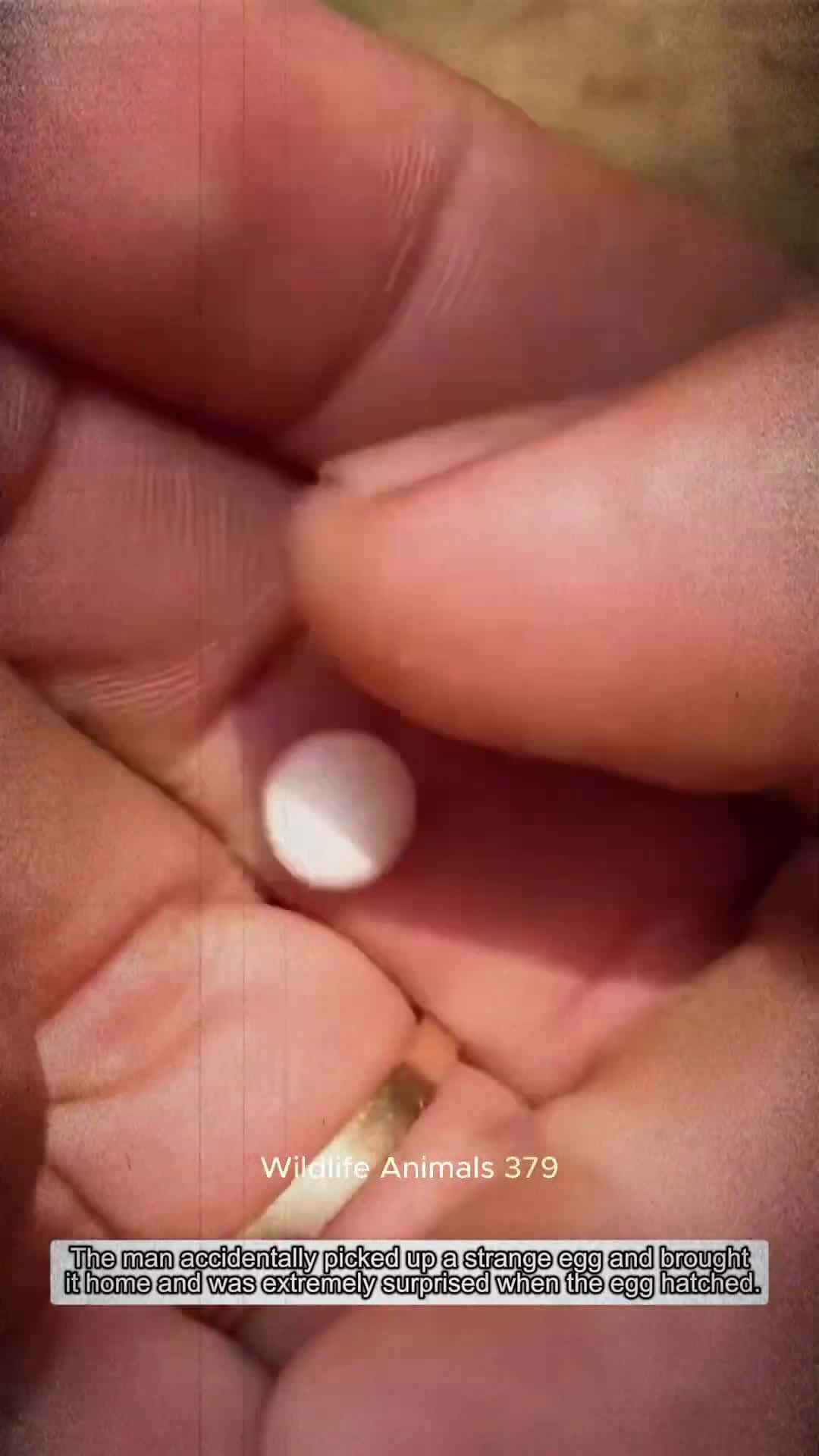 Cover for The man accidentally picked up a strange egg and brought it home birds babybird short