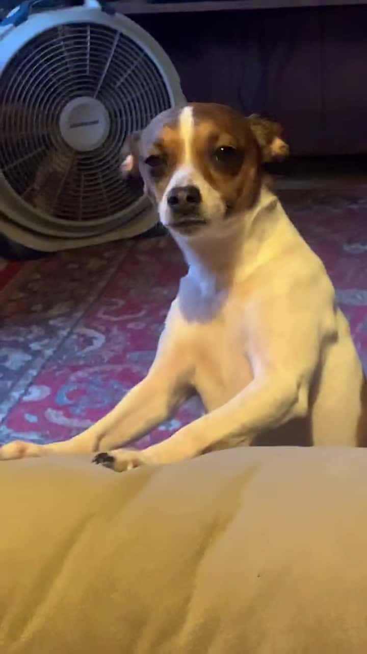 Cover for Look at the sadness in her eyes😭 #dog #puppy