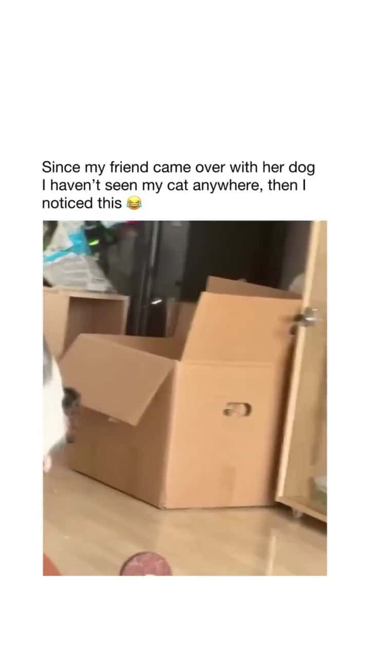 Cover for Cat is in the box plotting away! 😂😂 #TooFunnyToScroll
