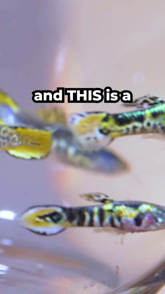 Cover for I made a TIGER ENDLER tank with a PORTAL #fishtok 