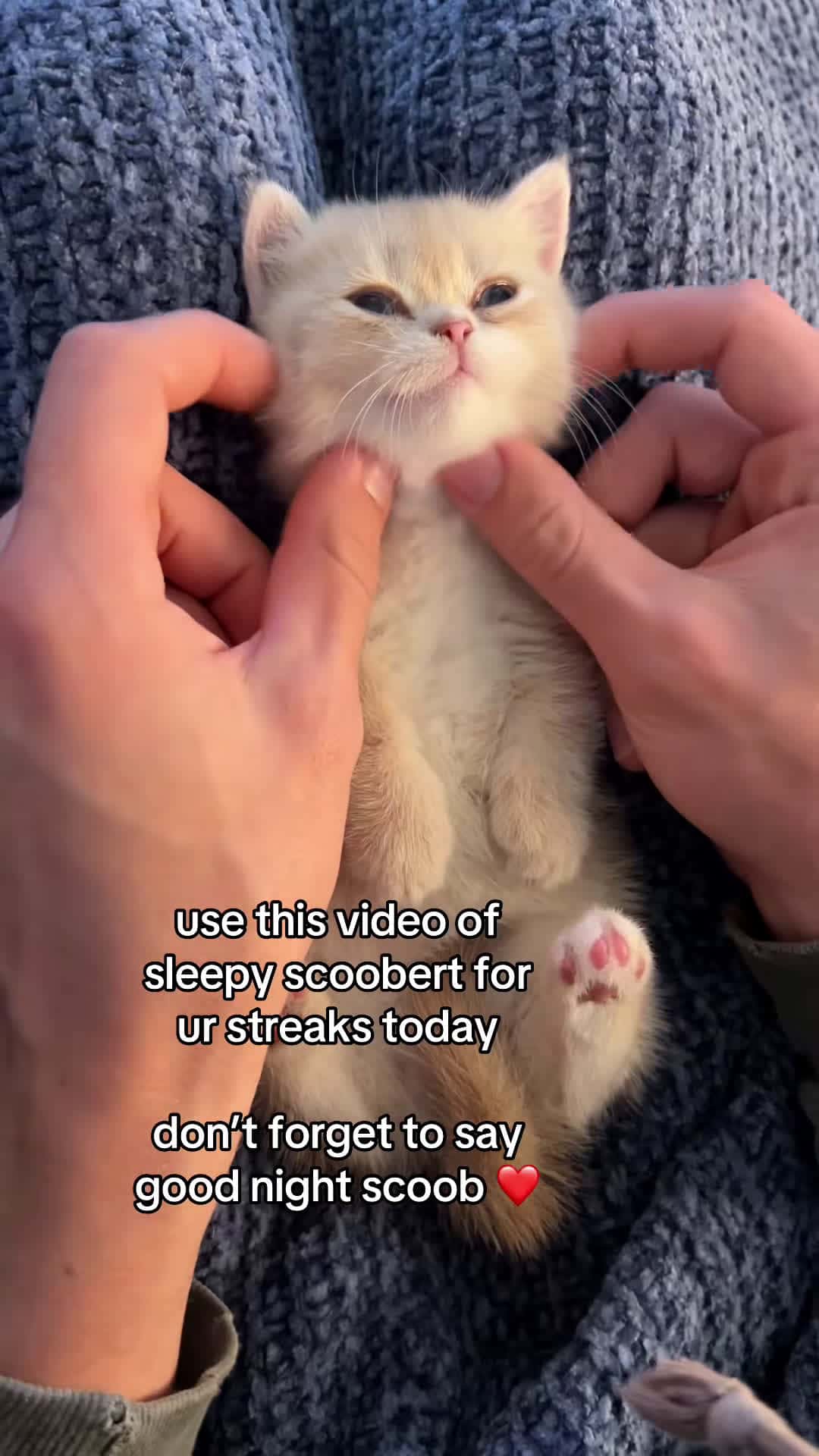 Cover for good night SCOOB ❤️ #fyppppppppppppppppppppppp #kitten #catsoftiktok ...