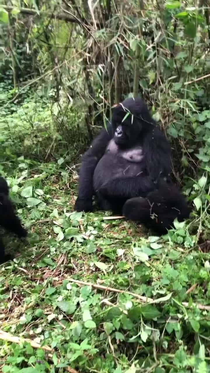 Cover for The thrill of witnessing these incredible gorillas in their natural habitat is truly a once in a lifetime experience Their grace and power are unmatched a reminder of t1