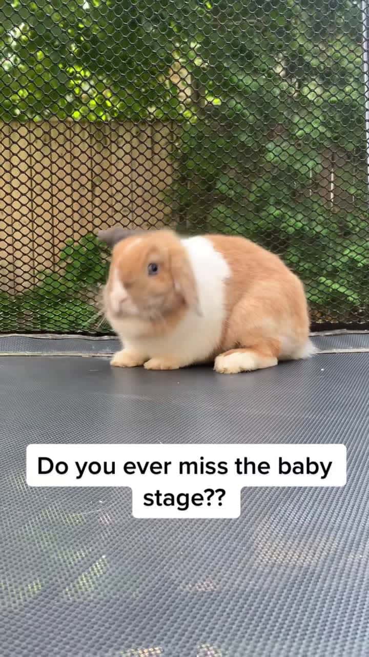 Cover for Dont mind pumpkins moulting stage. Shes normally wah fluffier🥲 #dejav...