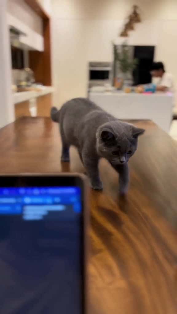 Cover for Tigas kasi uli ko e. 😖 #naughtycatsoftiktok #catsoftiktok #bsh #blueshorthair #britishshorthair #kittensoftiktok #fyp #funnycat #foryou #britishshorthaircat #trendingcatvideos #bshcat #bshkitten #britishshorthaircat #treding #viral  #scoopz 