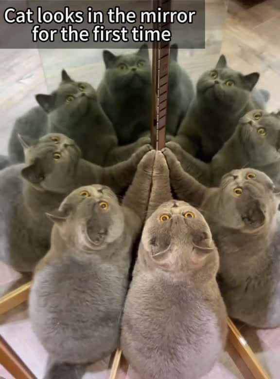 Cover for Cat looks in the mirror for the first time.foryou fyp fuuny cat catsoftiktok 13118 #followMe