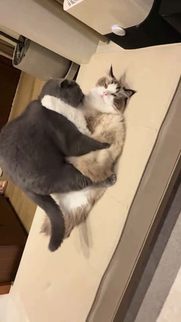 Cover for Meron pa rin pala sila gana kahit wala ng egg? #bsh #britishshorthair #ragdollcat #catsoftiktok #funnycat #cutenessoverloaded #trendingtiktok #viral  #scoopz 