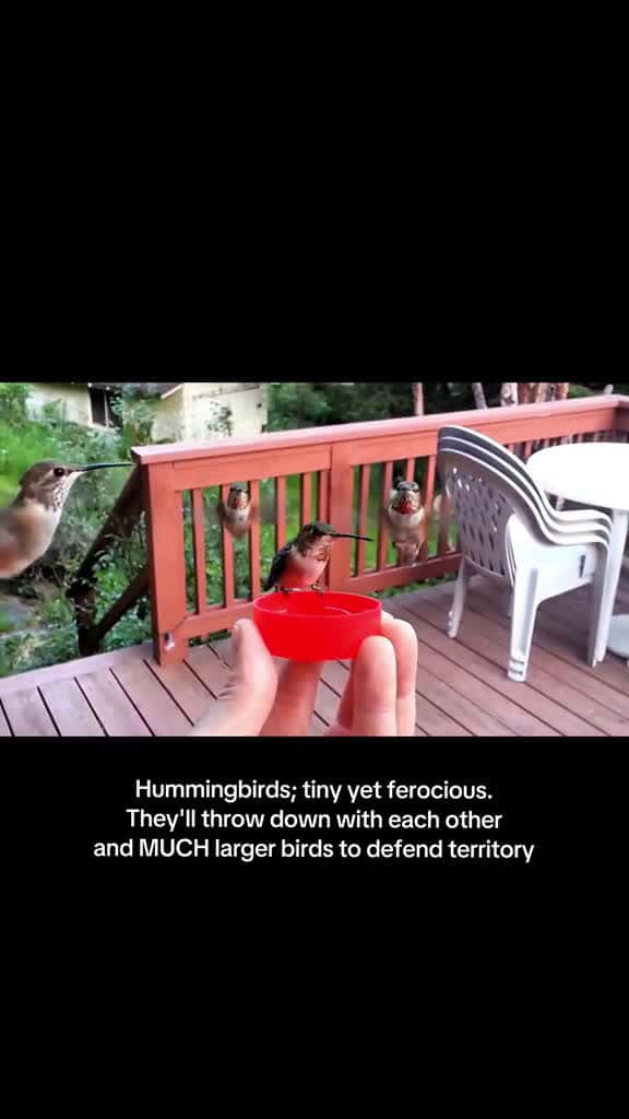 Cover for #interesting #cuteanimals #positivity