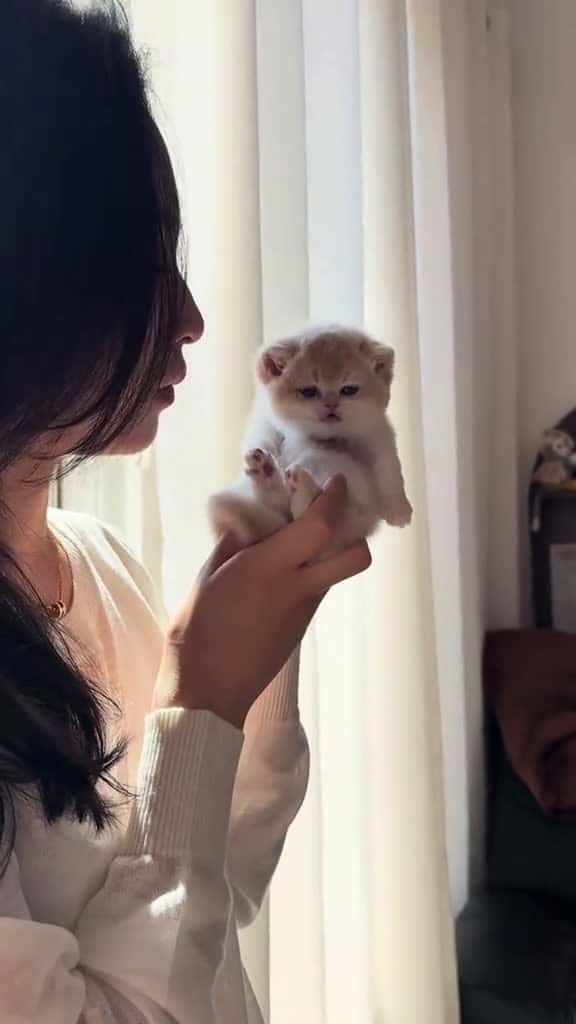 Cover for #cat #cute #funny #catsoftiktok  created by BoBo with BoBo’s 原聲 - BoBo