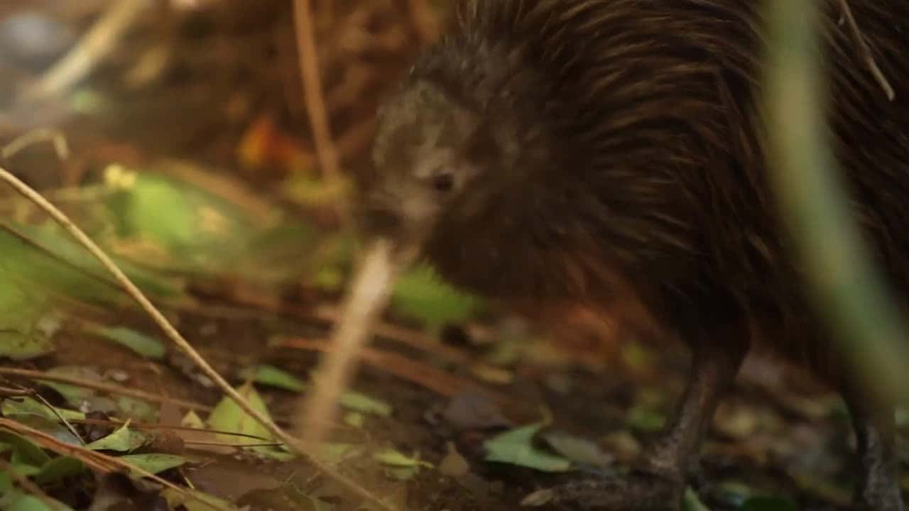 Cover for This Tiny Kiwi Bird Is Stealing Hearts.mp4