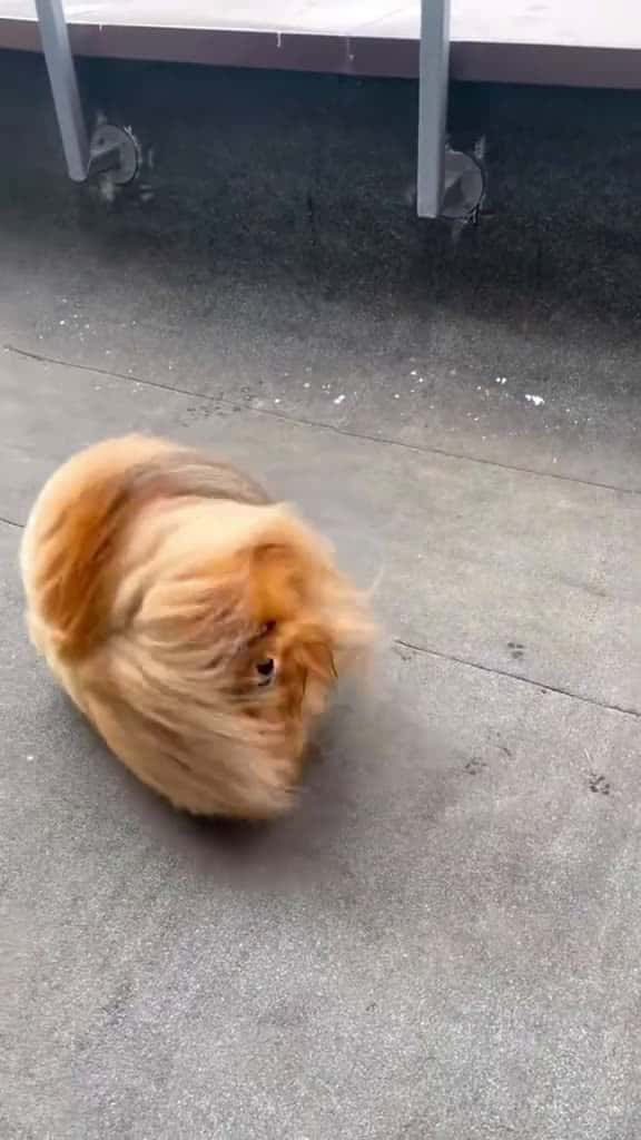 Cover for Lovely hairball funny foryou dog tiltok Love 16254 #followMe