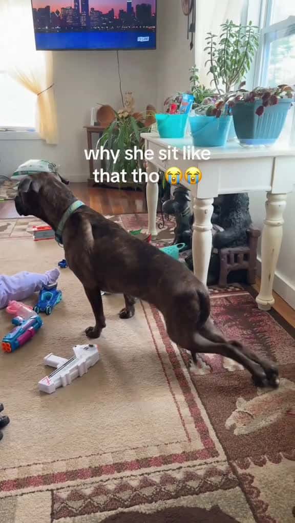 Cover for DOGS WITH WEIRD POSES Tatcha dog pet fun animal foryou 59607 #shortvideosscoopz