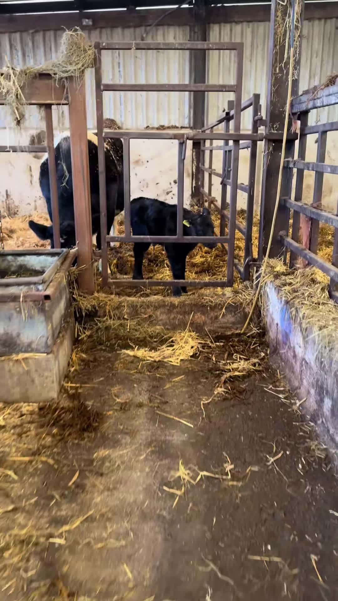 Cover for Little Monkey 🥹 #minniemoo #calving #farminglife #farm #farmtok #farm...