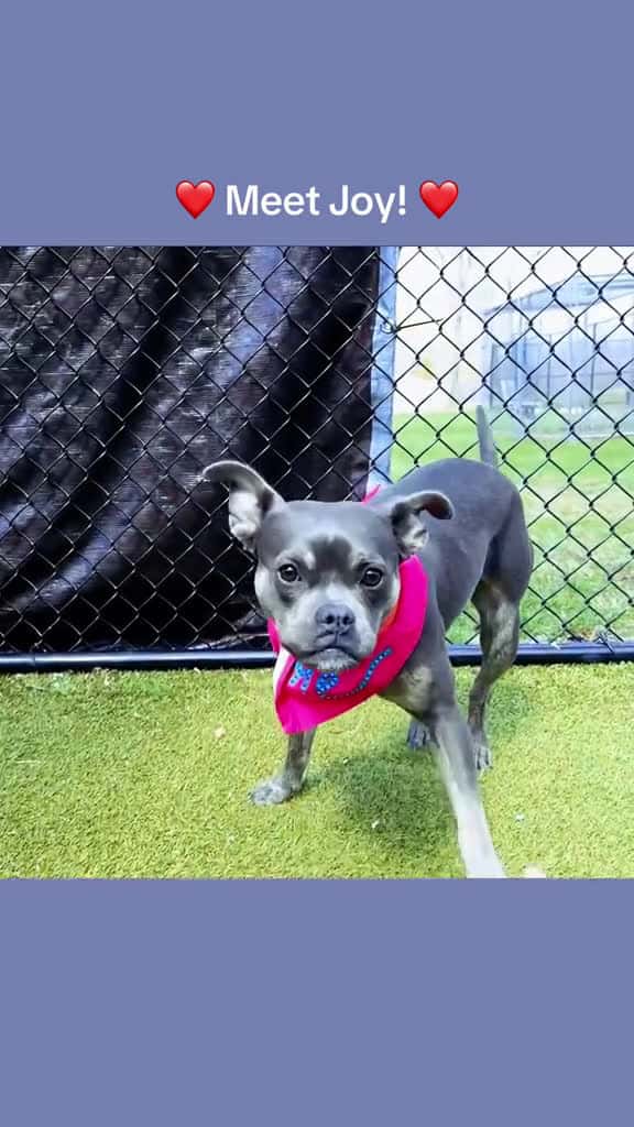 Cover for It was Joy vs. the Toy at our Spring Fling adoption event and she was flinging that toy al 27627 #america