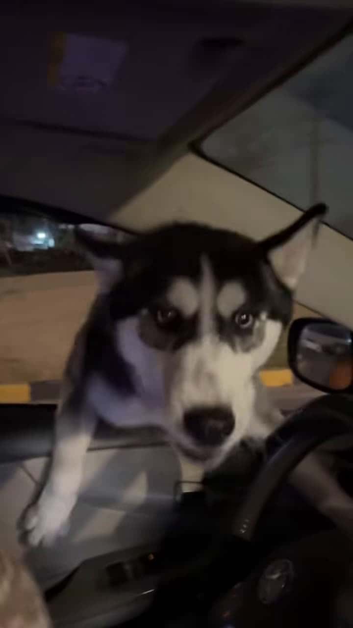 Cover for Funny dramatic husky #funny #dog #funnyvideo