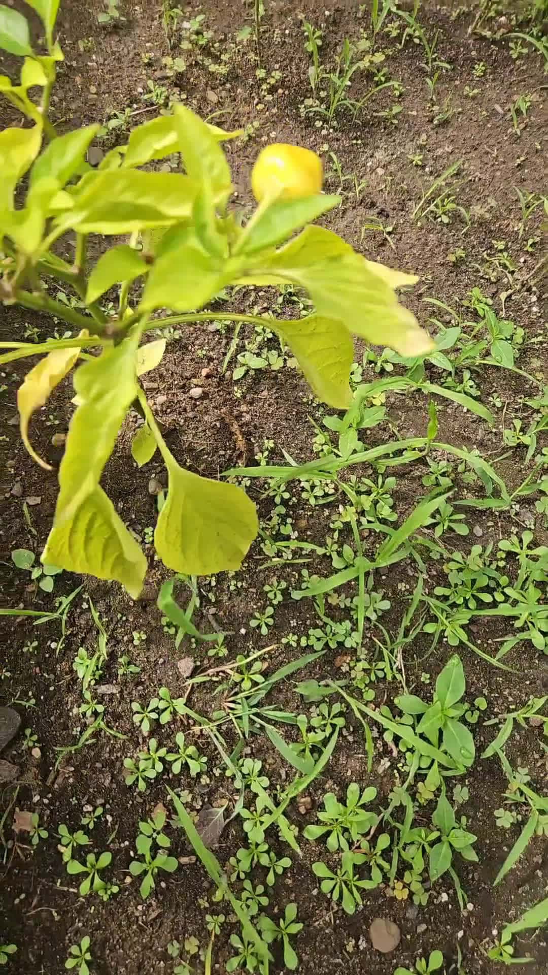 Cover for Garden update please love yourself and follow.