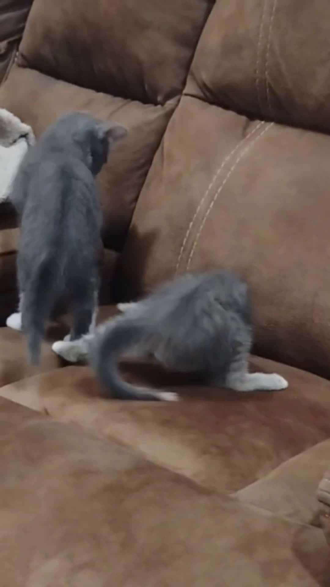 Cover for my cats gone crazy !