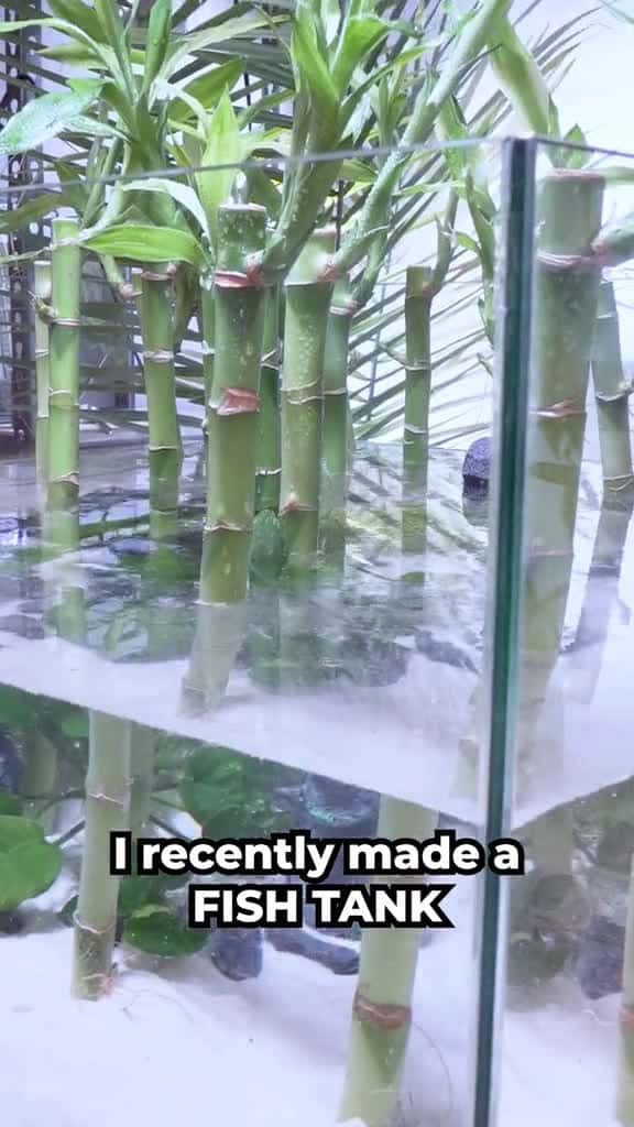 Cover for I made a LUCKY BAMBOO #Betta Aquarium 🎍 #animalsdoingthings #fishtok 