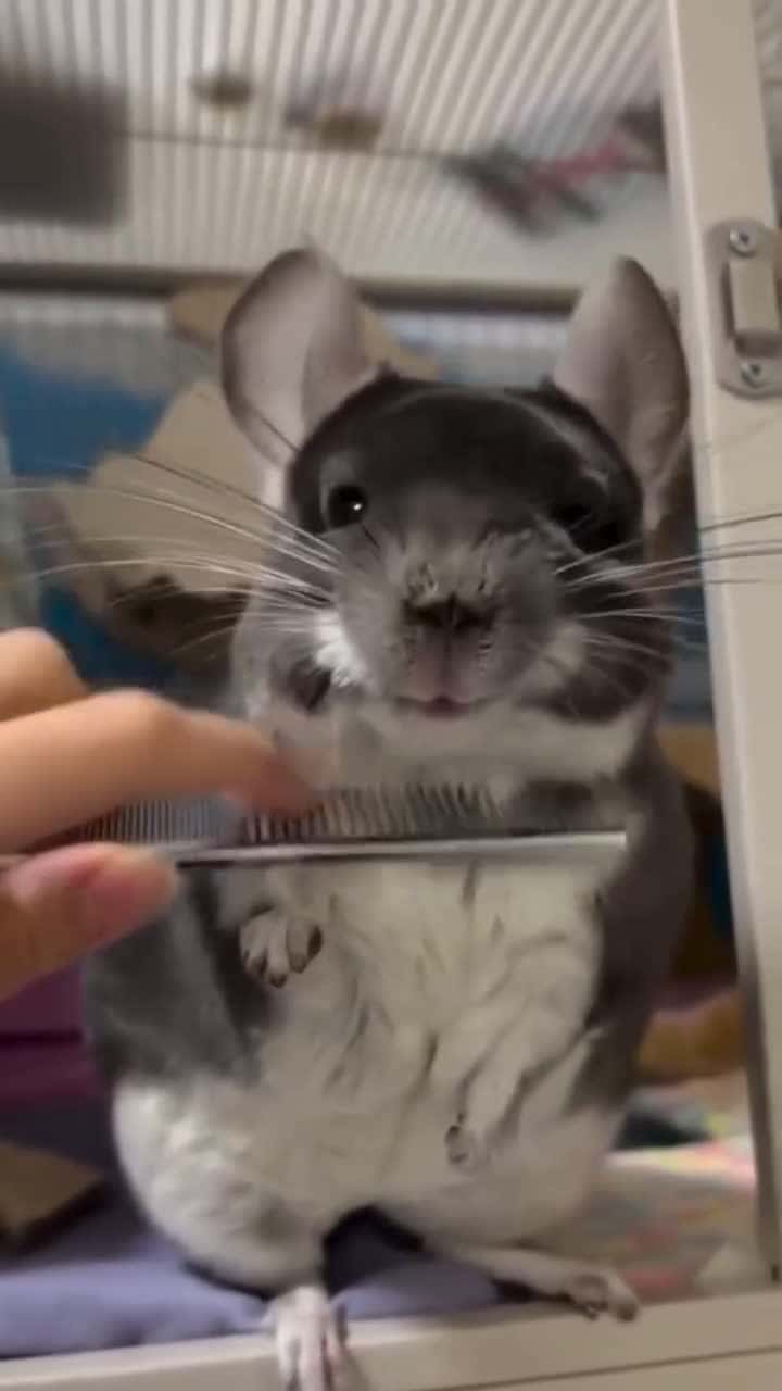 Cover for Chinchilla smiles when combed.