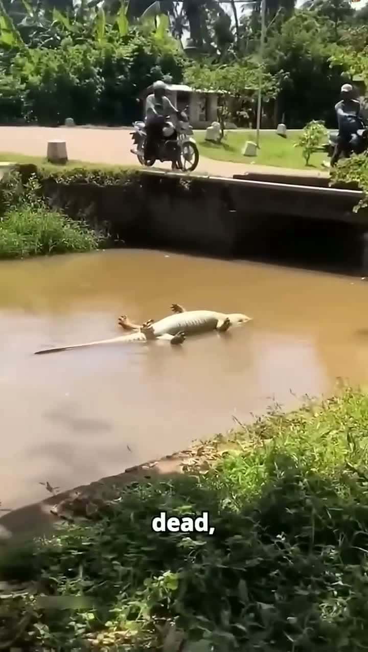 Cover for Don’t Fall for this Crocodile Trick!  🐊 😳 #crocodile