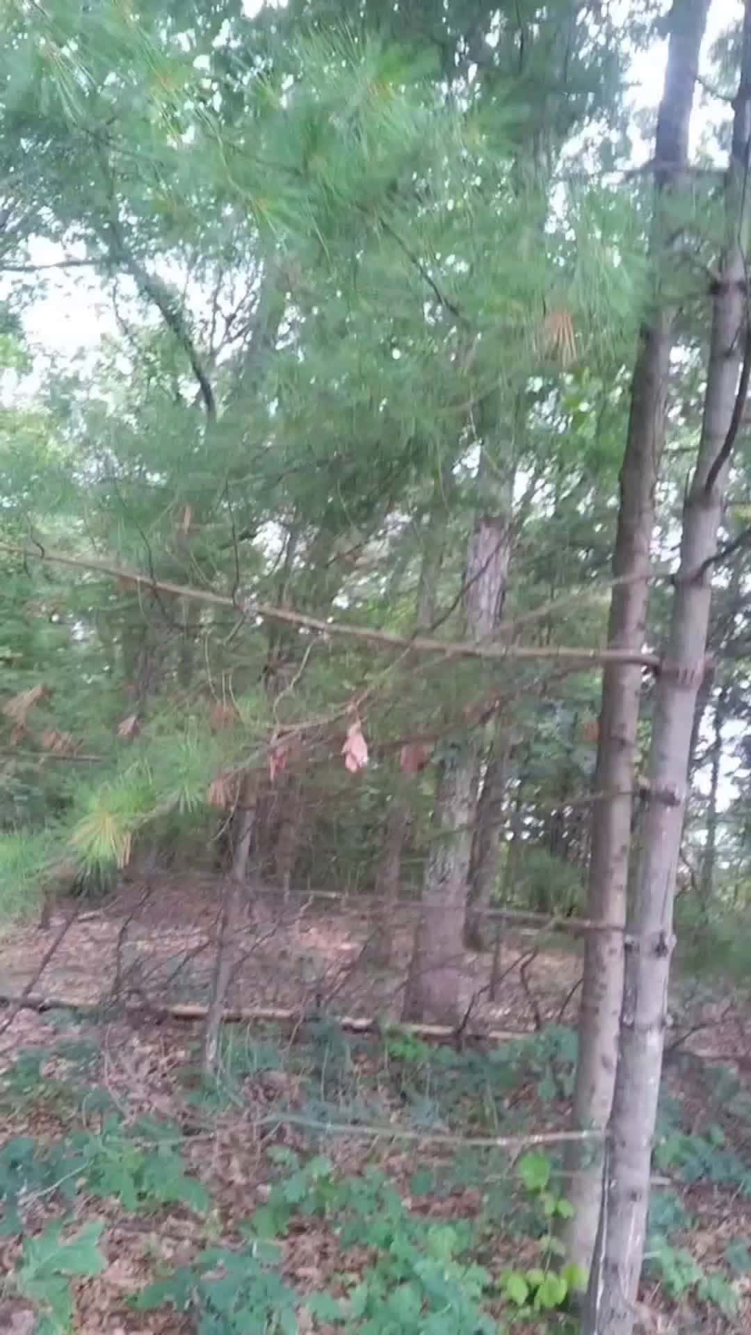 Cover for The Woods Can Be A Scary Place 