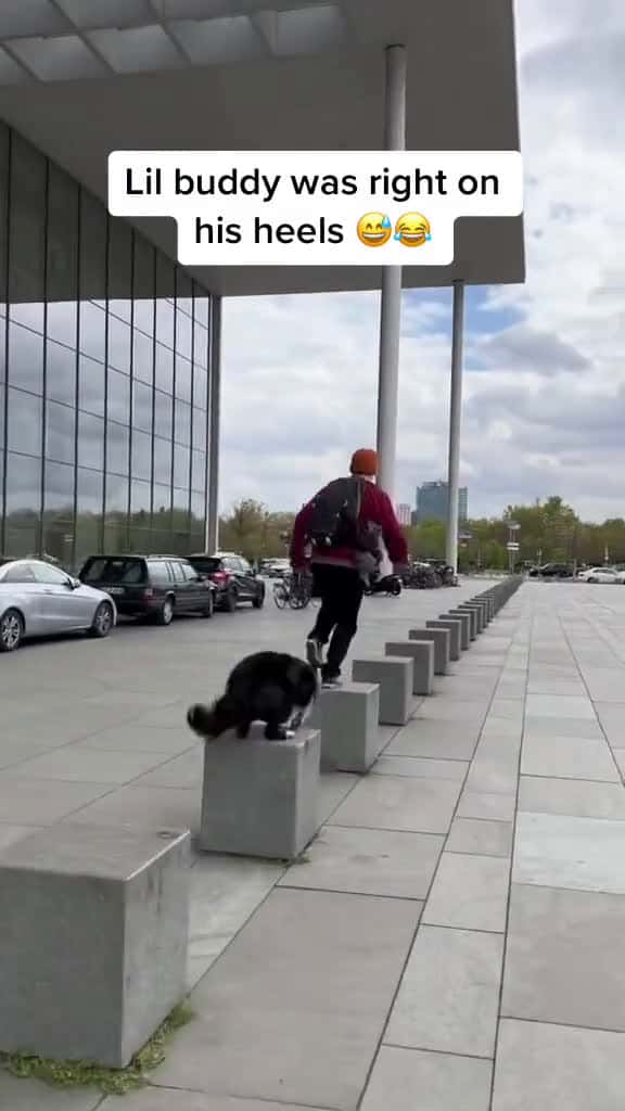 Cover for Barkour! 😂🐶🎵 Kinda Famous - @Peach PRC 🎶 (via @parkour.ninja) #woahdude #parkour #dogsoftiktok #kindafamous #perfect #perfectdude #greatskill #amazing #wow #Motivation #Viral