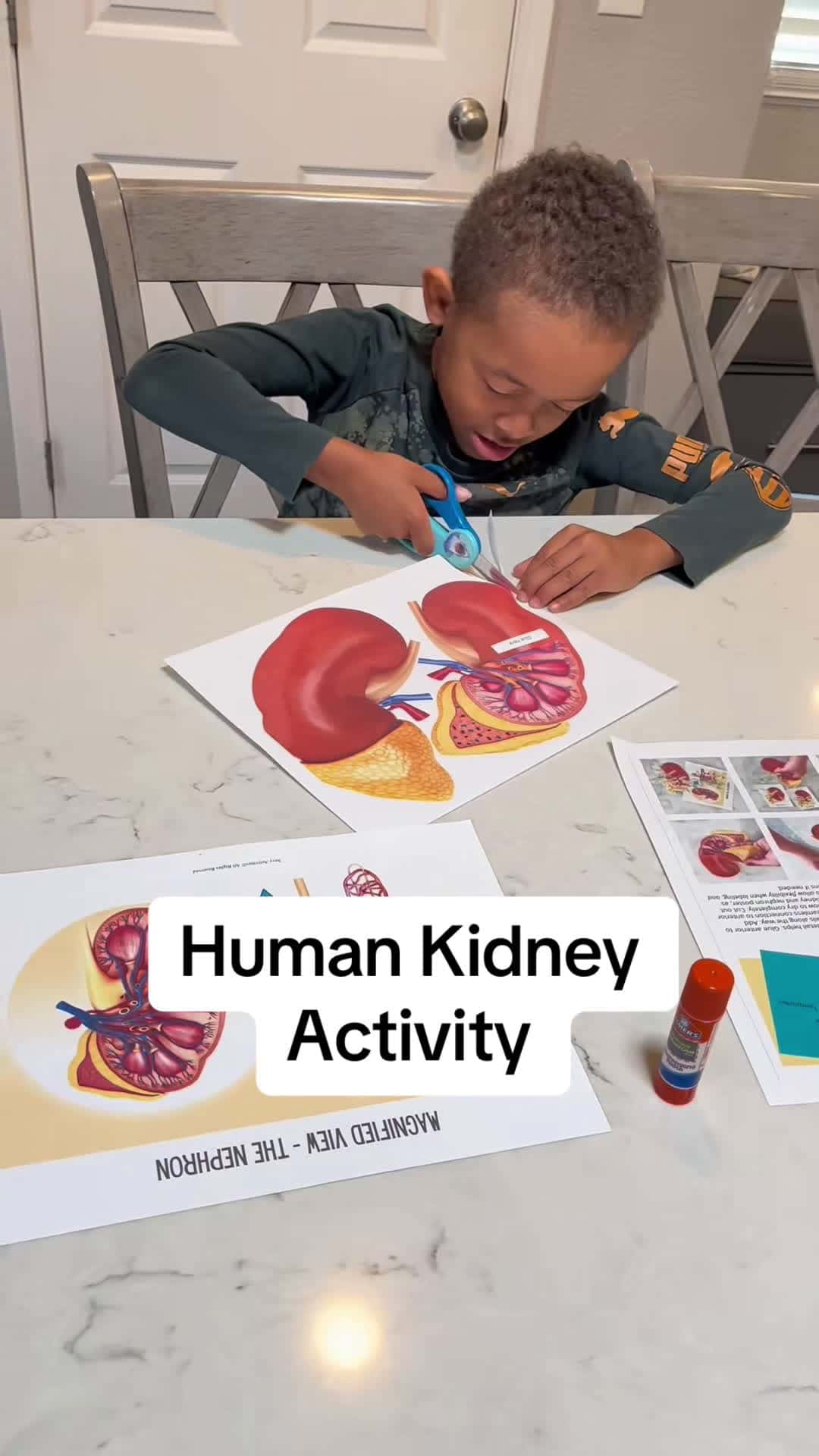 Cover for #anatomy #biology #etsyart #learnontiktok #kidney #learnthroughplay #childinfluencer #anatomyactivities #biologyactivity #fyp #fypシ #foryou #foryoupage