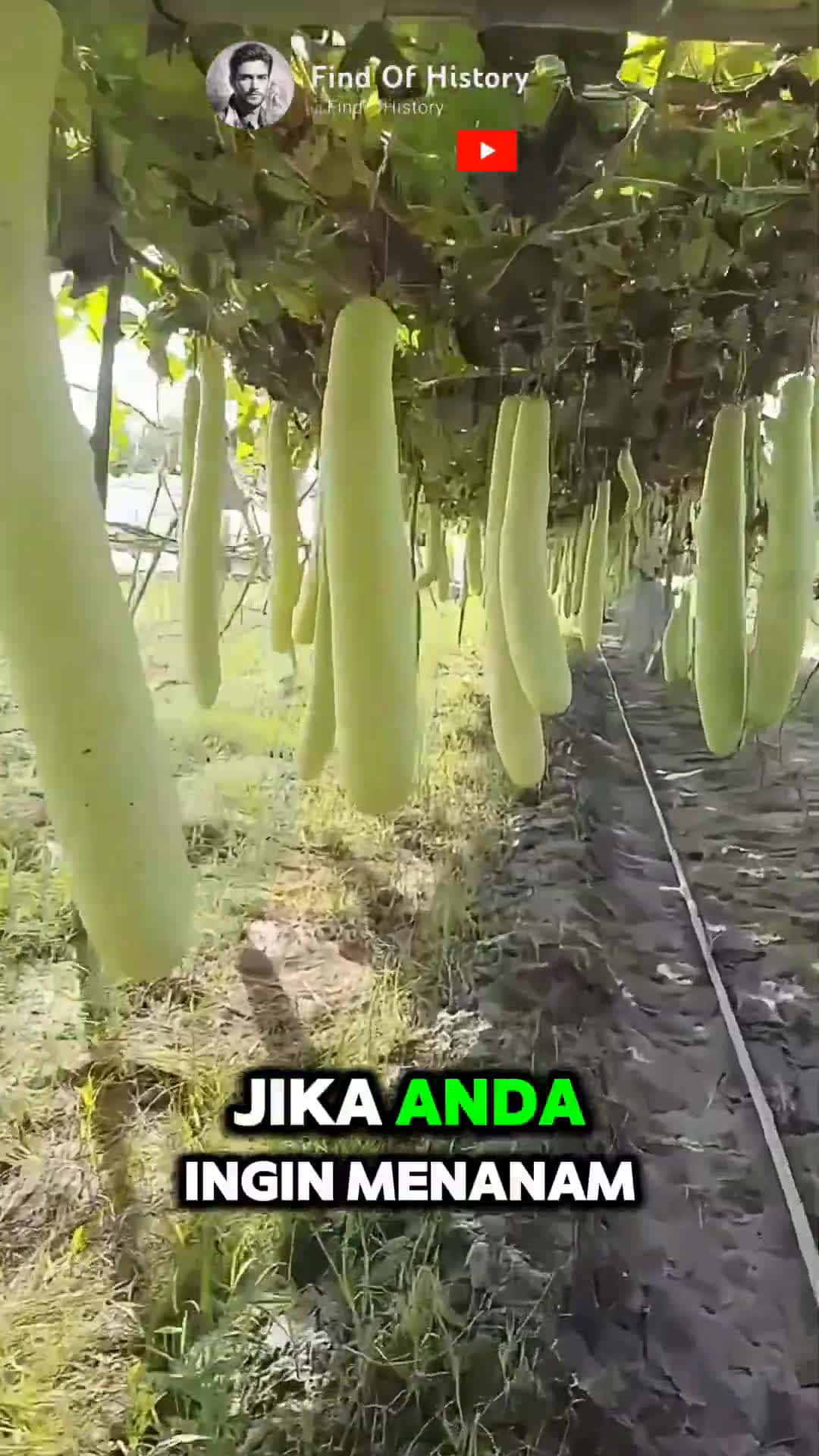 Cover for Unique How to Grow Pumpkin Plants at Home Easily Part 01 shorts short unique