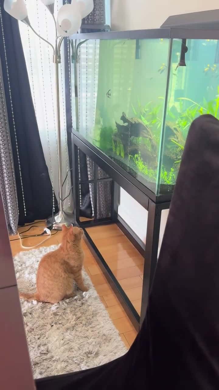 Cover for When your cat discovers the fish tank for the first time 🐱🐟 #CatLife #Aquarium #FunnyPets