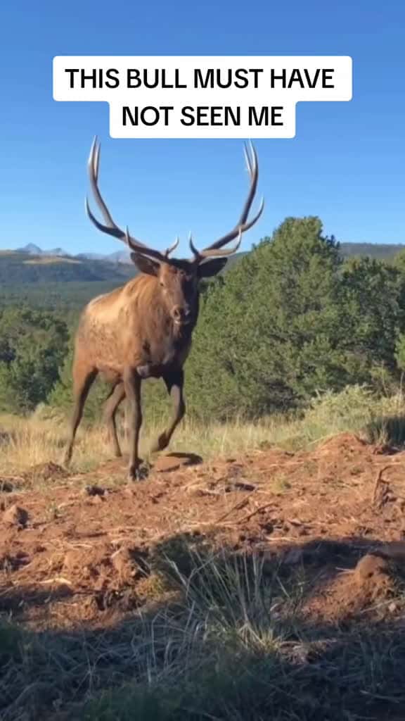 Cover for Up Close with a Wild Elk in Colorado! 🦌 #ElkEncounter #ColoradoWildlife #AughtSixRanch