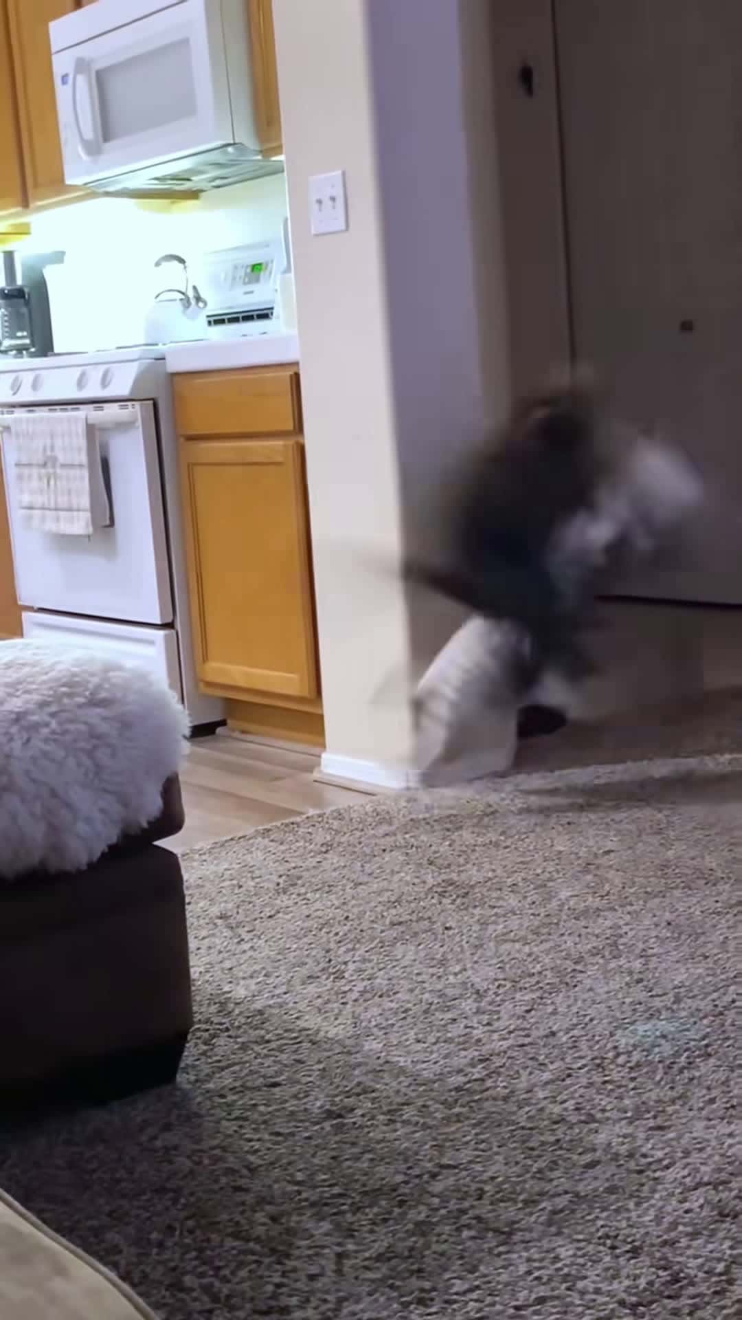 Cover for Cat WWE second half 🥊 (Please select the hero you want to fight😼)#pet #fyp #funnyvideos #catsoftiktok #cute #cat #funny #foyou #wwe #ufc #tiktok #petsoftiktok #catlover #catsoftiktiok