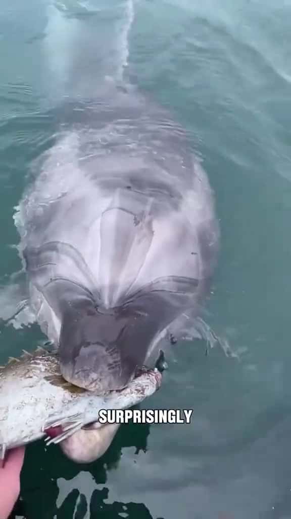 Cover for Dolphin giving gifts#tiktok #foryou #animals #dolphins