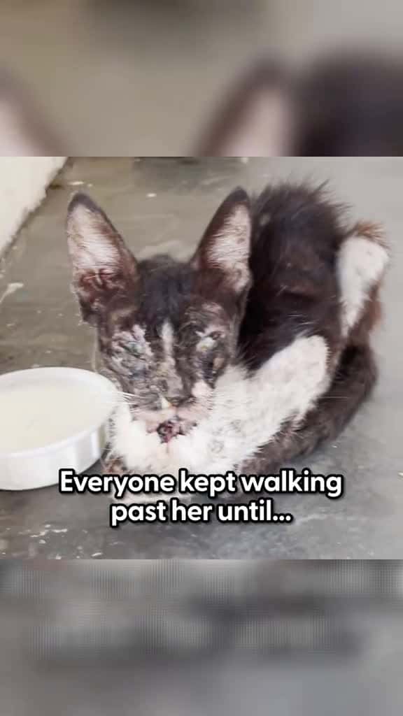 Cover for Cat Wouldn t Eat Until The Right People Figured Out What Was Wrong cat catsoftiktok animal 17006 #american