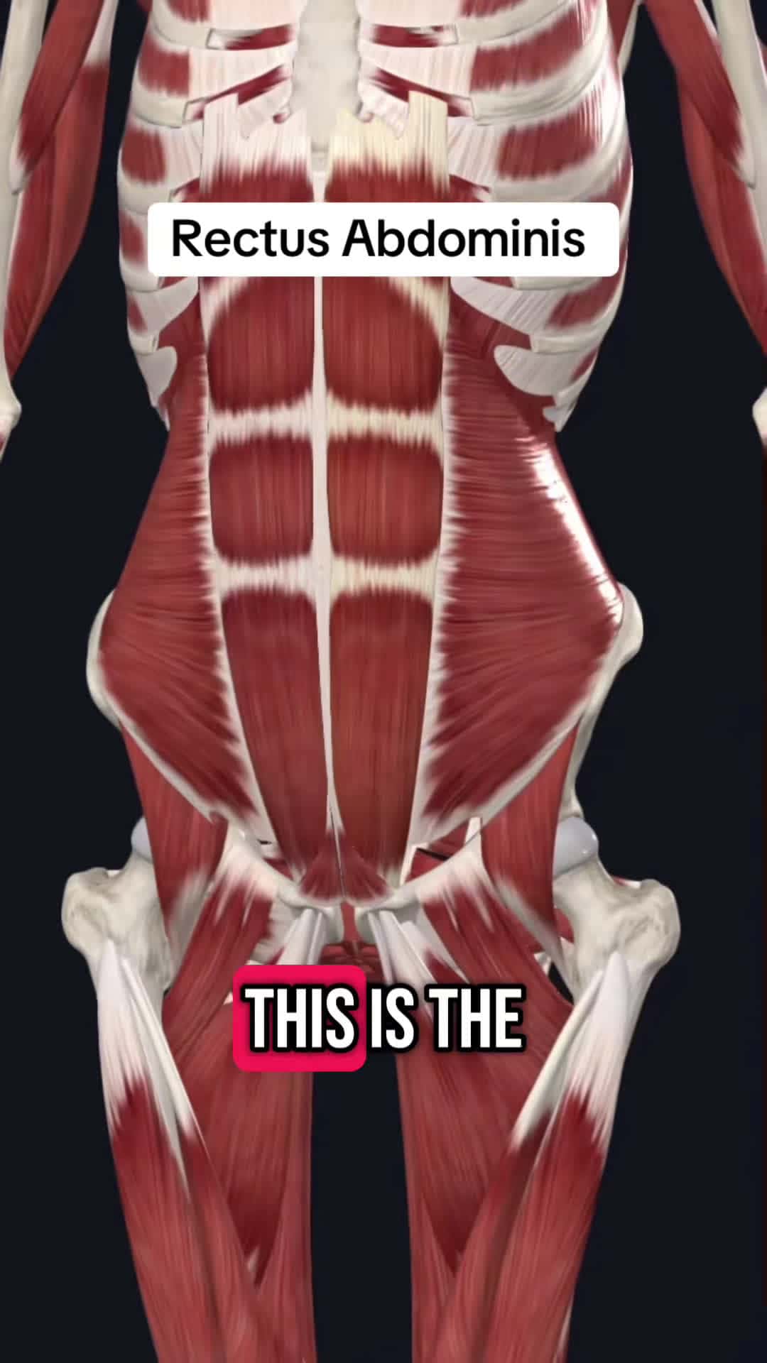 Cover for Follow for more!! #medical #medicalstudent #anatomyclass #anatomyandphysiology #anatomylesson #physicaltherapy #physicaltherapist #medicine #exercises #fyp #trending #medicaltiktok #healthcare #studyhacks #muscle