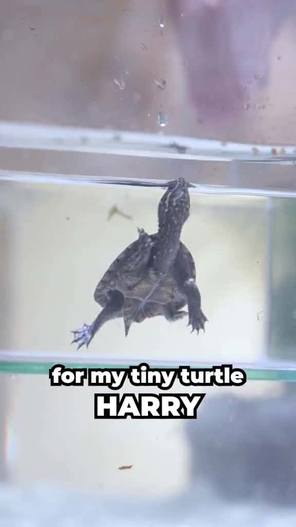 Cover for I made a BABY TURTLE tank with a TREEHOUSE 🌳 #fishtok #turtle 