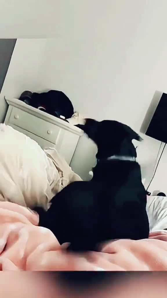 Cover for Try not to laugh when you watch funny dog animals funnyvideos cat haha pet funnypets PetsO 80270 #trend