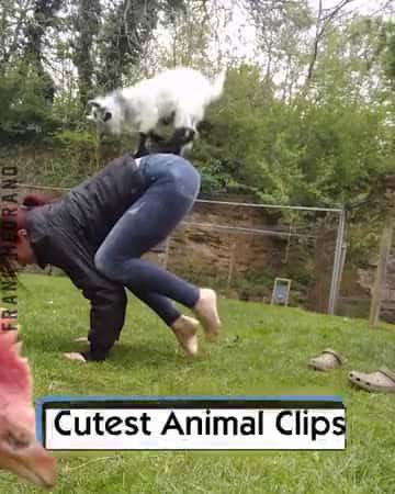 Cover for Cutest Animal Clips