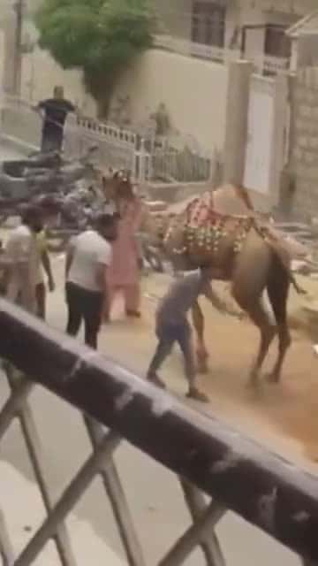 Cover for Get the f*** of my face. The camel had enough 😂😂😂 #metafunnyvids10
