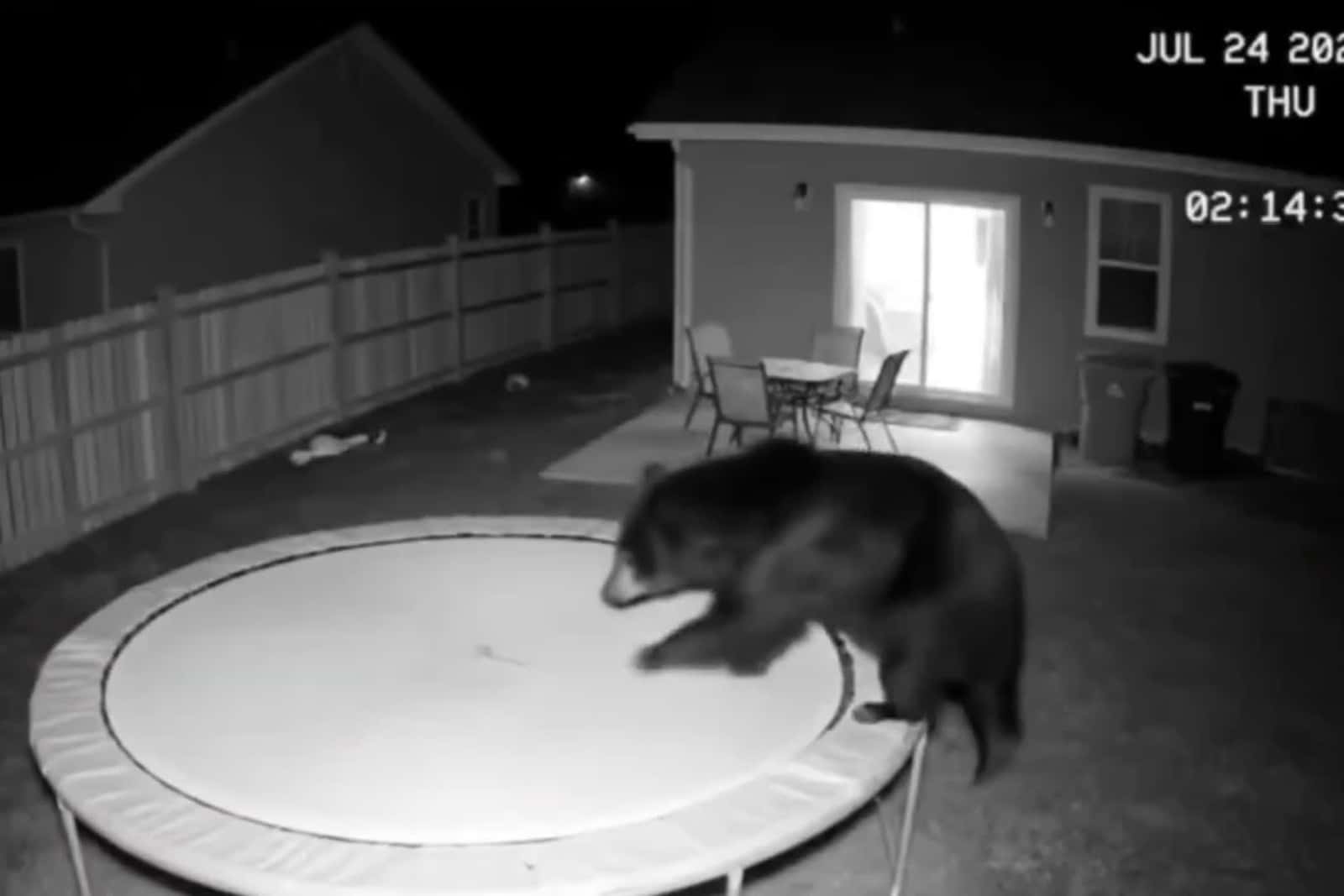 Cover for Bears just want to have fun  #TooFunnyToScroll