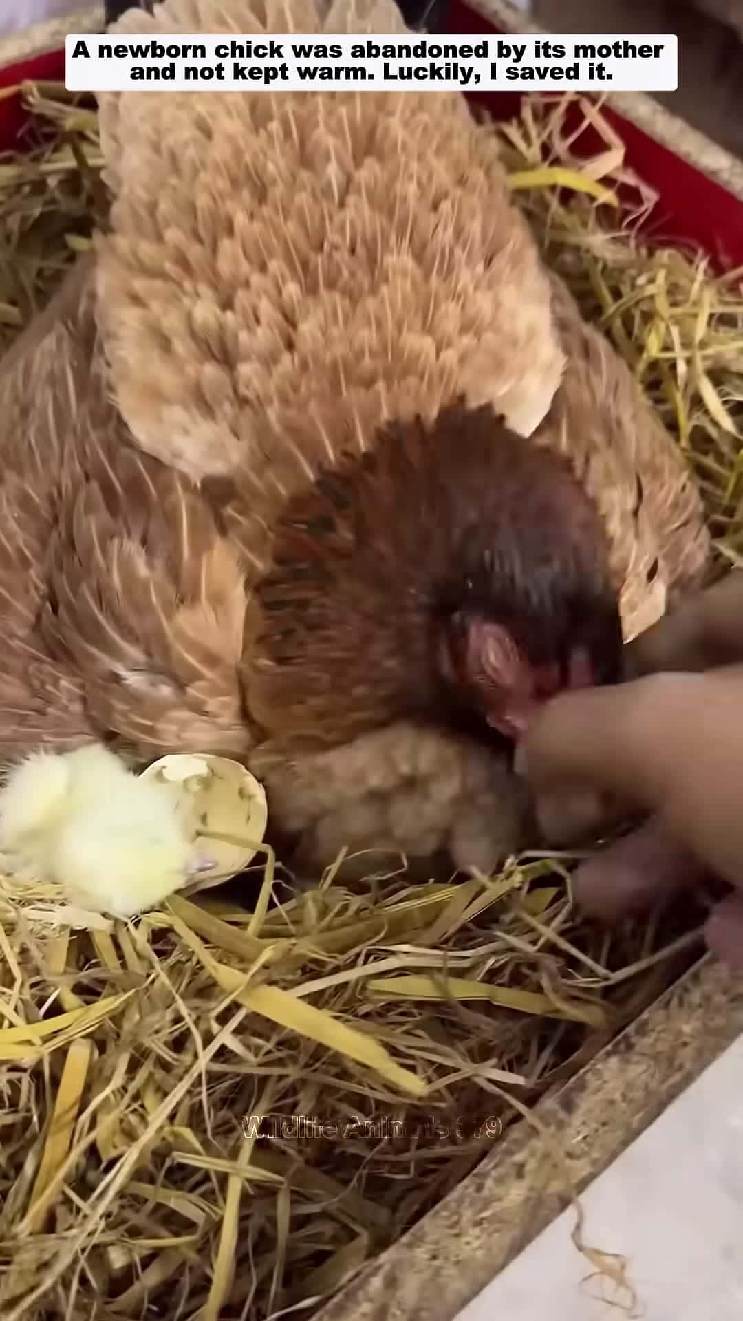 Cover for I saved this poor chicken chicken babychicken short