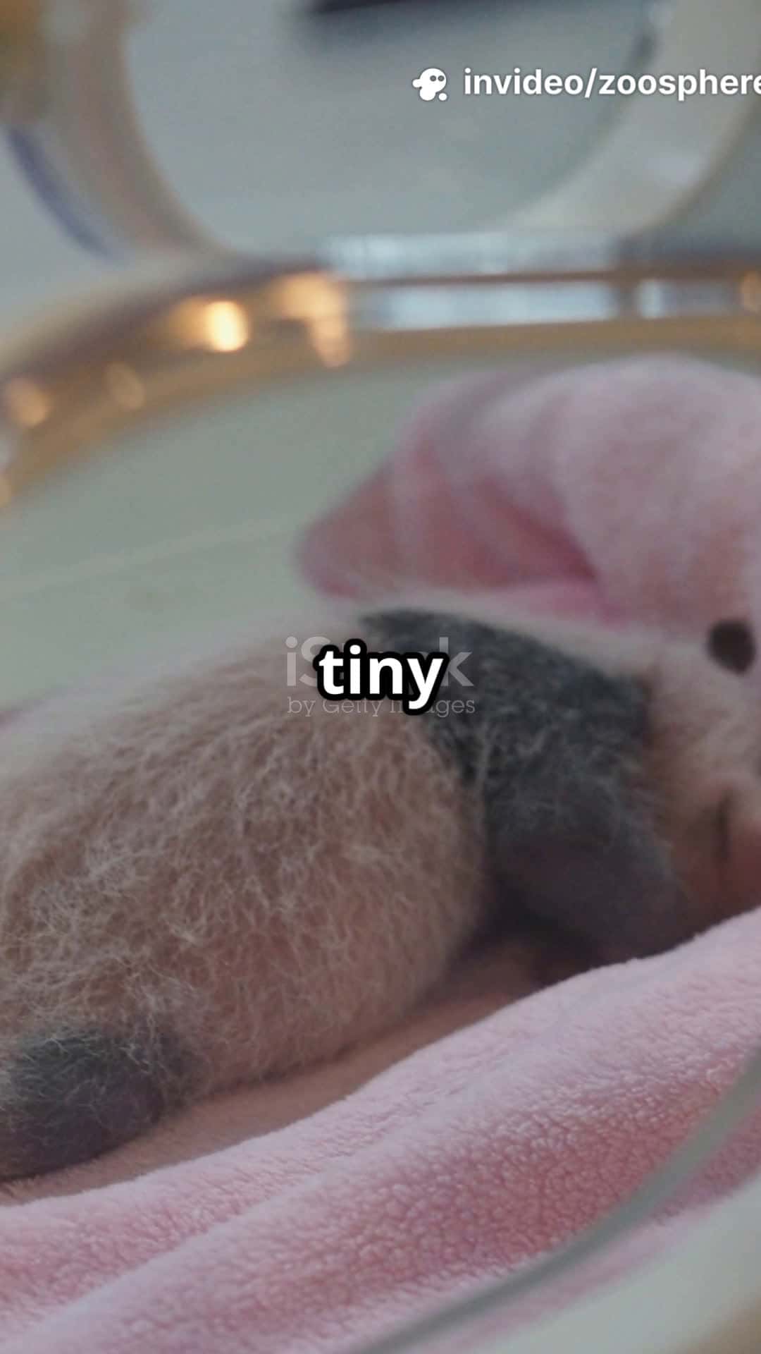 Cover for You Won’t Believe How Tiny Baby Pandas  #animals #scoopz #viral 