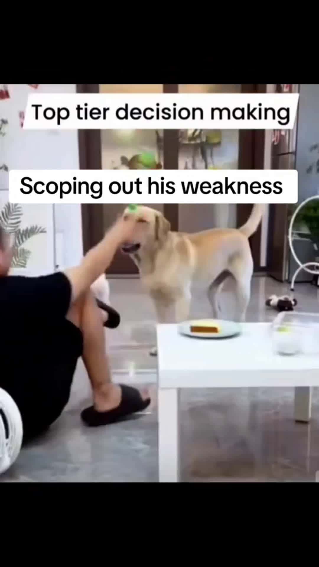 Cover for He was ready for sure 🤣#funny  #dog  #viral 