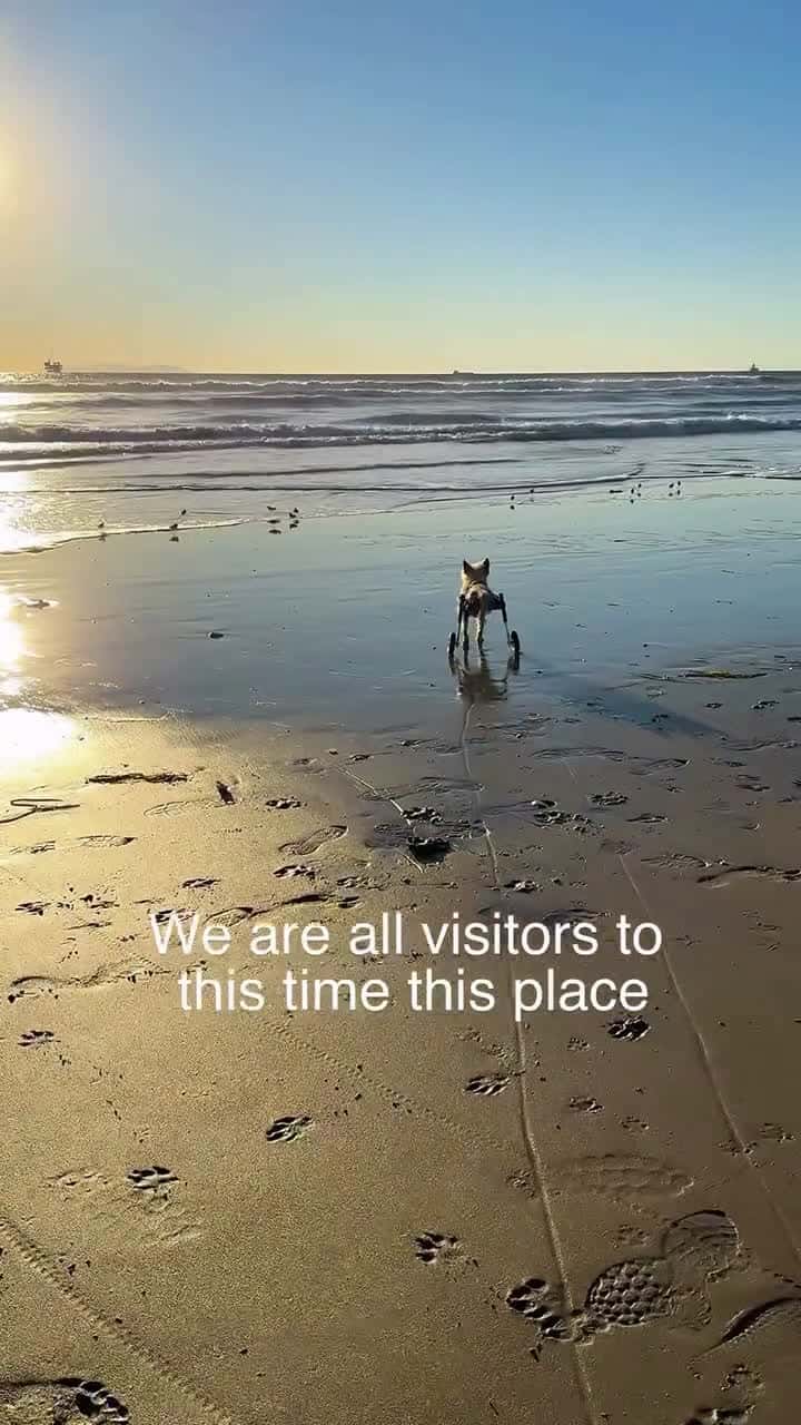 Cover for We are all visitors to this time, this place.Our purpose here is to observe, to learn, to grow, and to love, no matter the path we walk or roll.These brave souls remind us every day that strength isn’t measured by how we move...