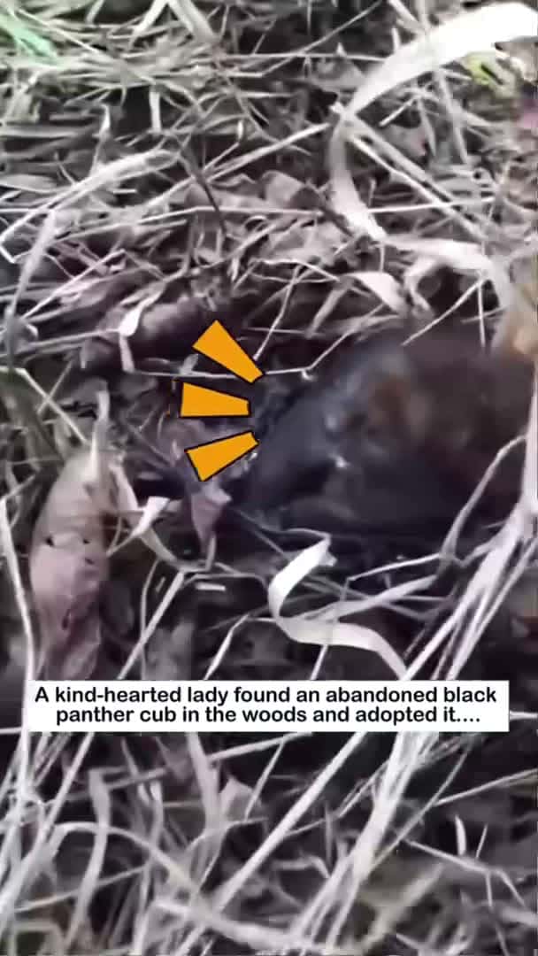 Cover for big black cat (part2) #wildliferescue #rescue #animalfriendshipgoals #cute#love#lovestory#panther_084 (2)
