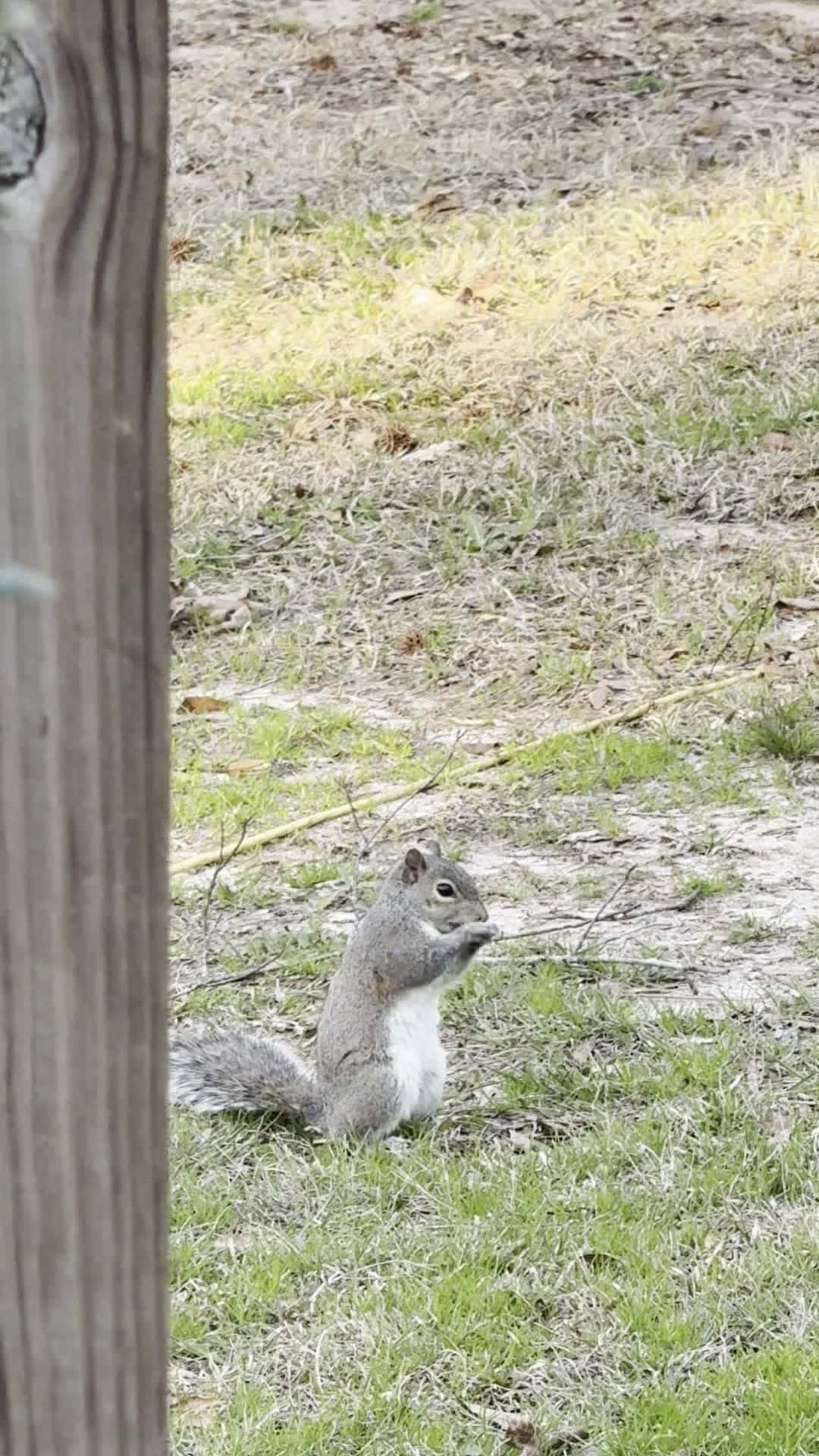 Cover for #animals  #squirrel  #animalbeingbros